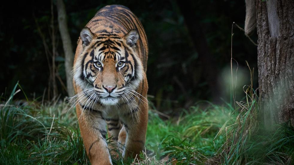 tiger in enclosure